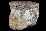 Polished Dinosaur Bone (Gembone) Section - Colorado #72972-2